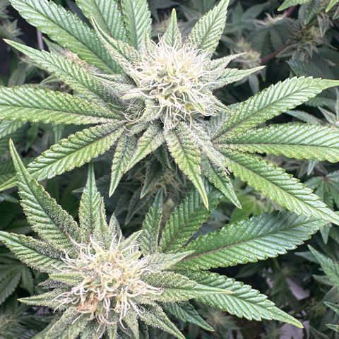 Hella jelly & orange creamsicle  growlog photo: 2/4 week 4 of flower 