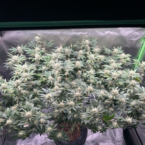 Hella jelly & orange creamsicle  growlog photo: 2/4 week 4 of flower 