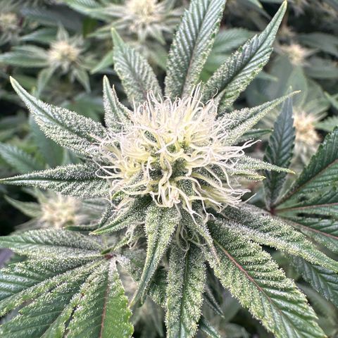 Hella jelly & orange creamsicle  growlog photo: 2/4 week 4 of flower 