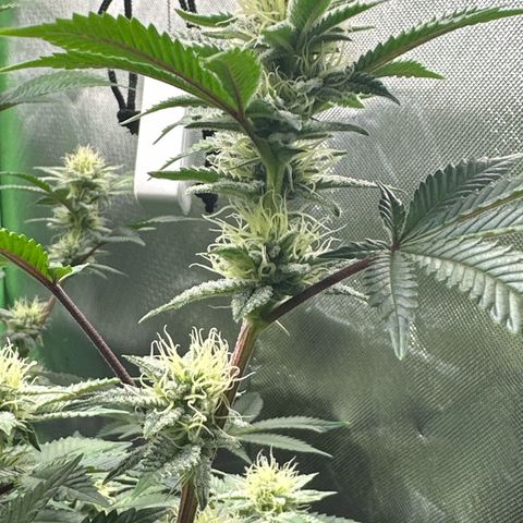 Hella jelly & orange creamsicle  growlog photo: 2/4 week 4 of flower 