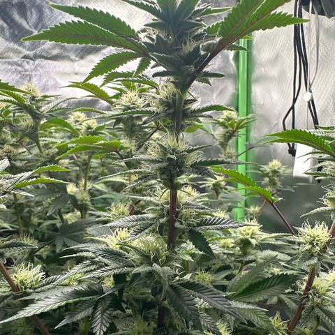 Hella jelly & orange creamsicle  growlog photo: 2/4 week 4 of flower 