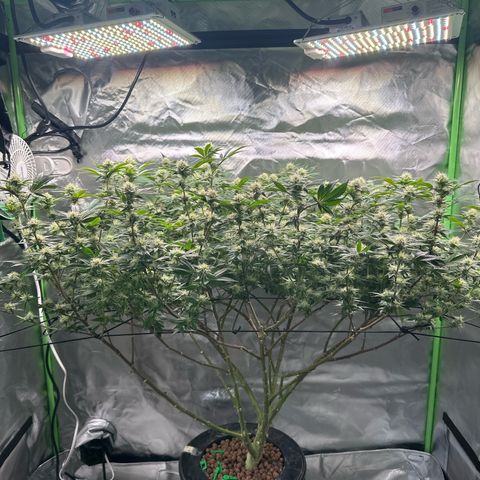 Hella jelly & orange creamsicle  growlog photo: 2/4 week 4 of flower 