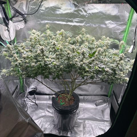 Hella jelly & orange creamsicle  growlog photo: Week 5 of flower