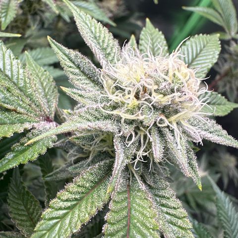 Hella jelly & orange creamsicle  growlog photo: Week 5 of flower