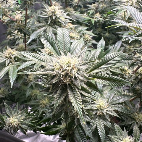 Hella jelly & orange creamsicle  growlog photo: Week 5 of flower