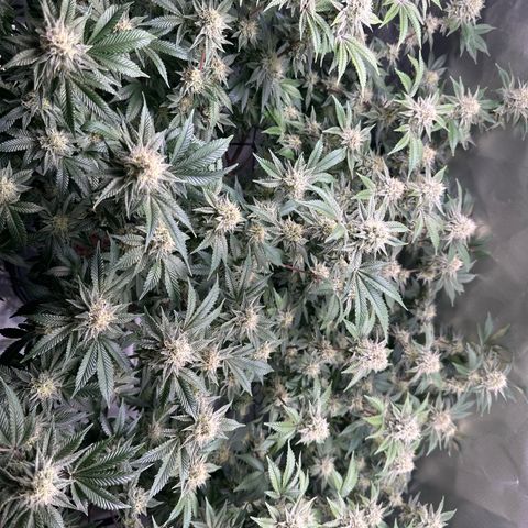 Hella jelly & orange creamsicle  growlog photo: Week 5 of flower