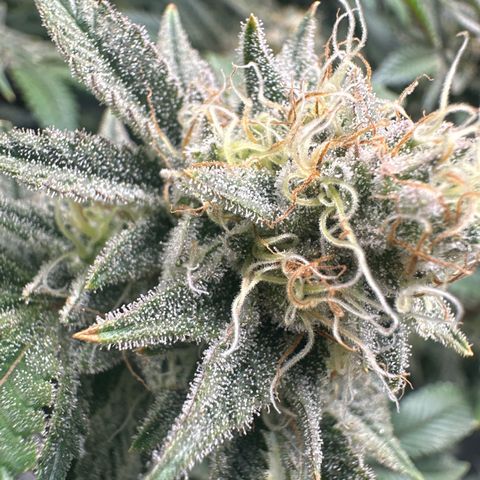 Hella jelly & orange creamsicle  growlog timeline photo