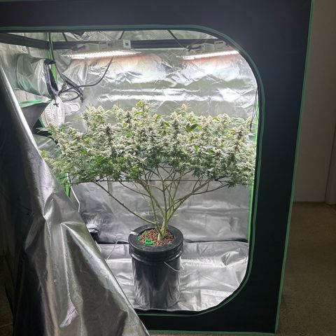 Hella jelly & orange creamsicle  growlog timeline photo