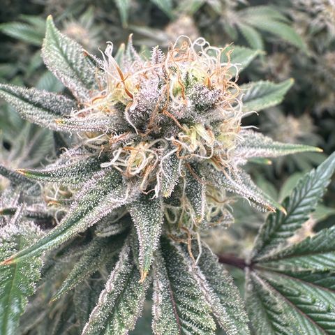 Hella jelly & orange creamsicle  growlog timeline photo
