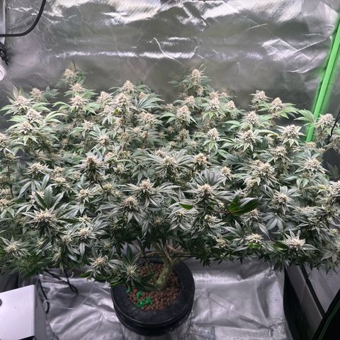 Hella jelly & orange creamsicle  growlog photo: Week 6 of flower 