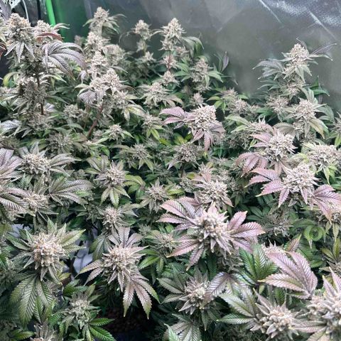 Hella jelly & orange creamsicle  growlog photo: Week 9 of flower
