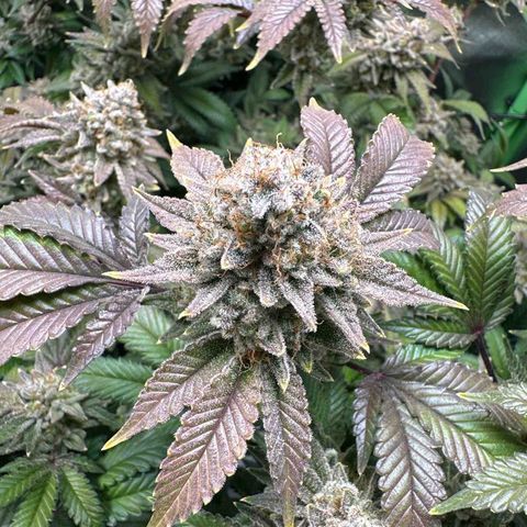 Hella jelly & orange creamsicle  growlog photo: Week 9 of flower