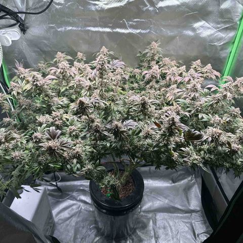 Hella jelly & orange creamsicle  growlog photo: Week 9 of flower