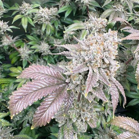 Hella jelly & orange creamsicle  growlog photo: Week 9 of flower