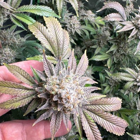 Hella jelly & orange creamsicle  growlog photo: Week 9 of flower