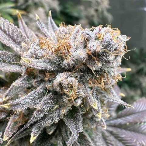 Hella jelly & orange creamsicle  growlog photo: Week 9 of flower