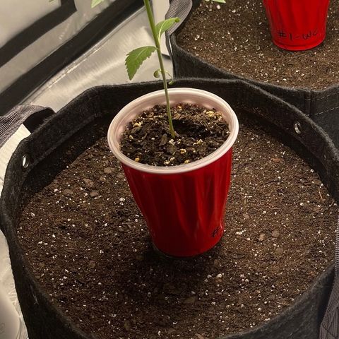 Tangerine Dream growlog timeline photo