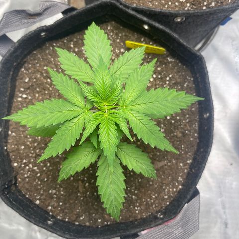 Tangerine Dream growlog timeline photo