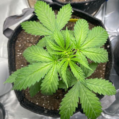 Tangerine Dream growlog timeline photo