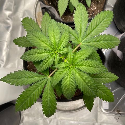 Tangerine Dream growlog timeline photo