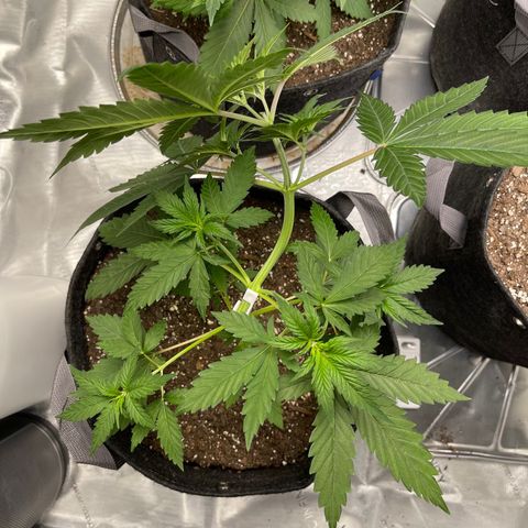 Tangerine Dream growlog timeline photo