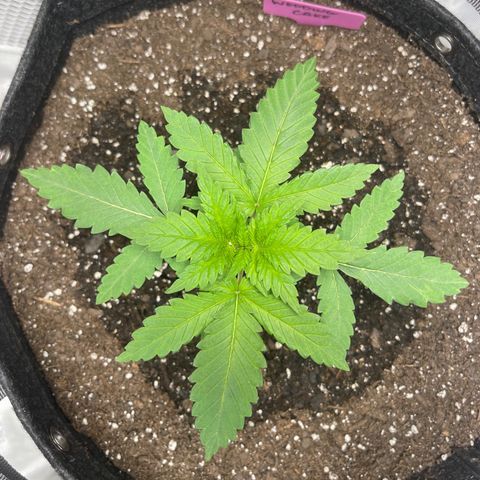 Wedding Cake growlog timeline photo