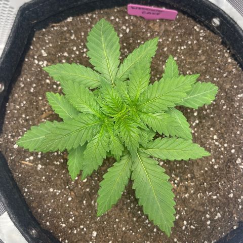 Wedding Cake growlog timeline photo
