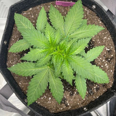 Wedding Cake growlog timeline photo