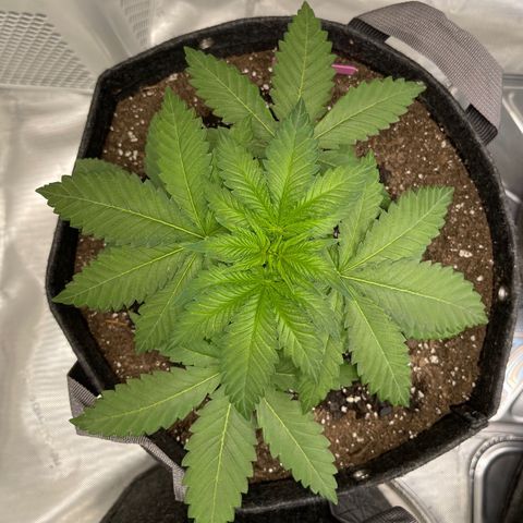 Wedding Cake growlog timeline photo