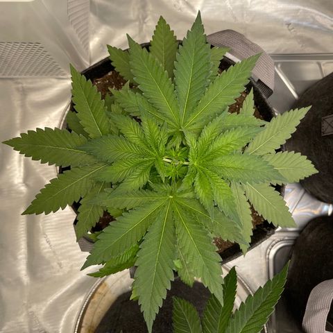Wedding Cake growlog timeline photo