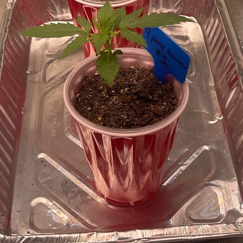 9 lbs Hammer #1 growlog timeline photo
