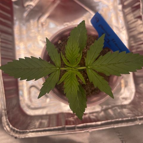 9 lbs Hammer #1 growlog timeline photo