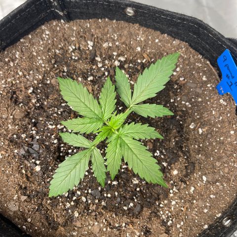 9 lbs Hammer #1 growlog timeline photo