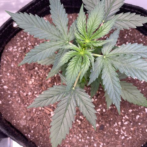 9 lbs Hammer #1 growlog timeline photo