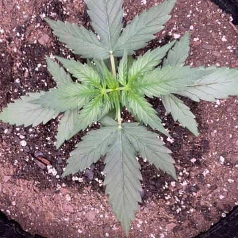9 lbs Hammer #1 growlog timeline photo