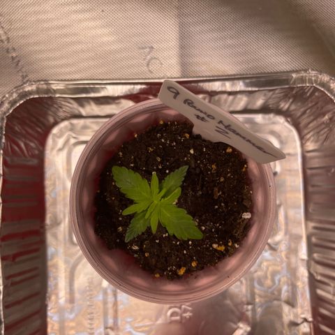 9 lbs Hammer #2 growlog timeline photo