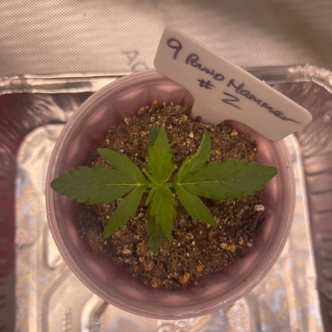 9 lbs Hammer #2 growlog timeline photo
