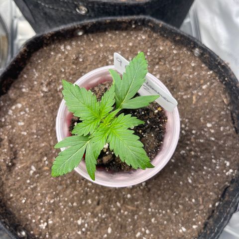 9 lbs Hammer #2 growlog timeline photo