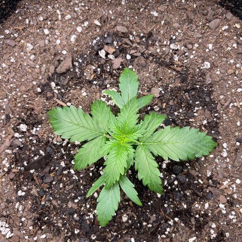 9 lbs Hammer #2 growlog timeline photo