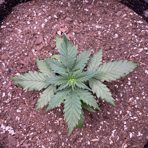 9 lbs Hammer #2 growlog timeline photo