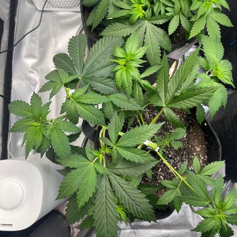 Tangerine Dream growlog timeline photo