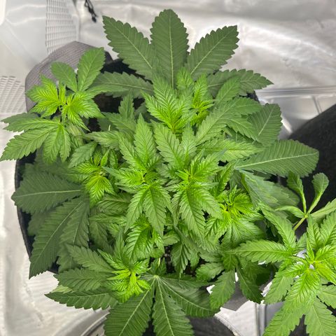 Wedding Cake growlog photo: Topped a few branches late night - 8/17