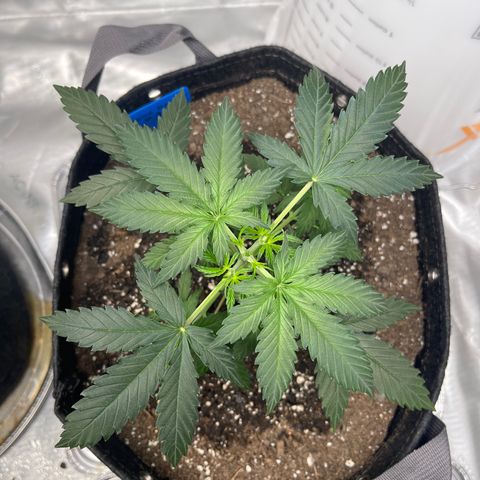 9 lbs Hammer #1 growlog timeline photo