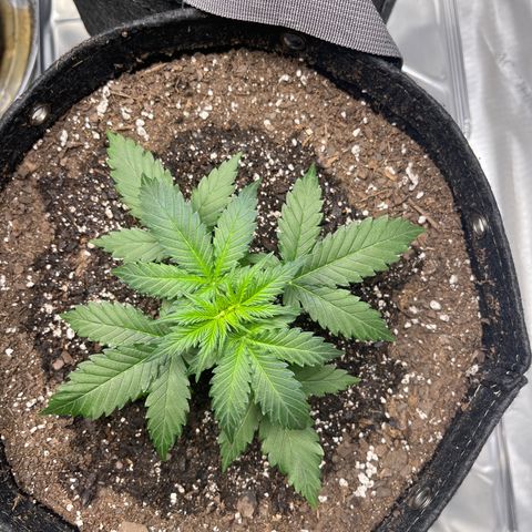 9 lbs Hammer #2 growlog timeline photo