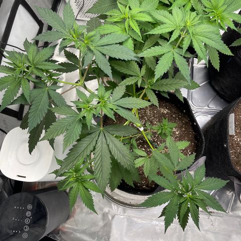 Tangerine Dream growlog timeline photo