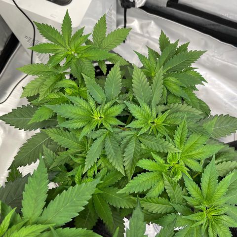 Wedding Cake growlog timeline photo