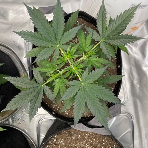 9 lbs Hammer #1 growlog timeline photo