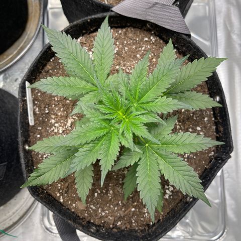 9 lbs Hammer #2 growlog timeline photo