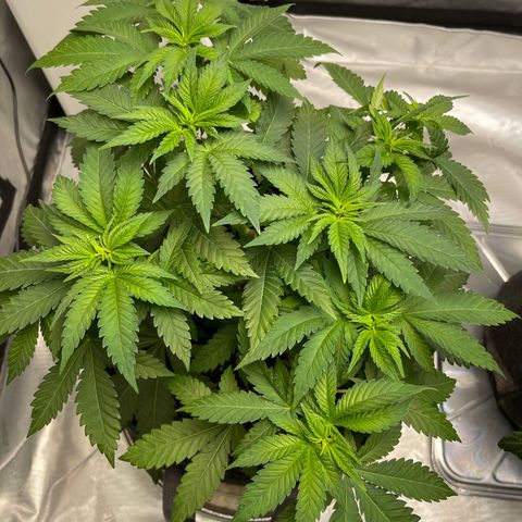 Wedding Cake growlog timeline photo