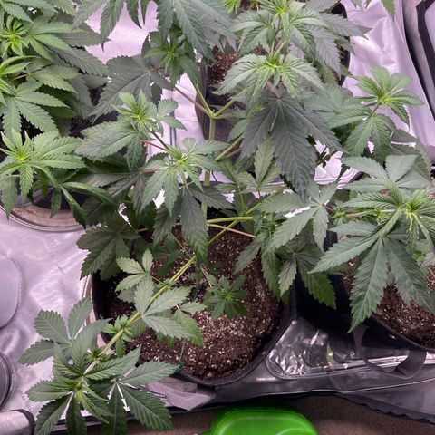 Tangerine Dream growlog timeline photo